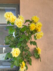 Visby Gotland Sweden Visby Gotland Sweden